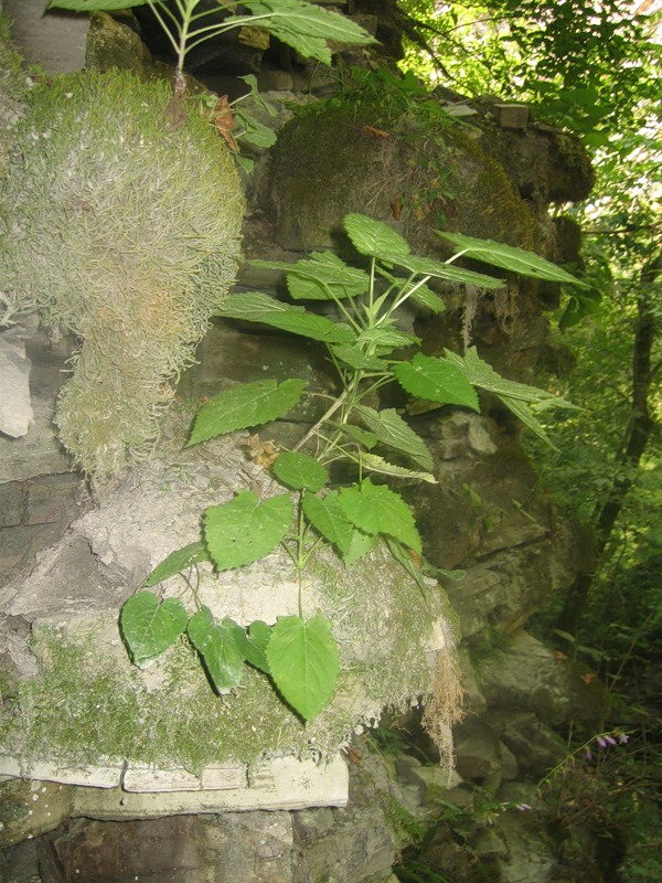 Vegetatie petrofita
